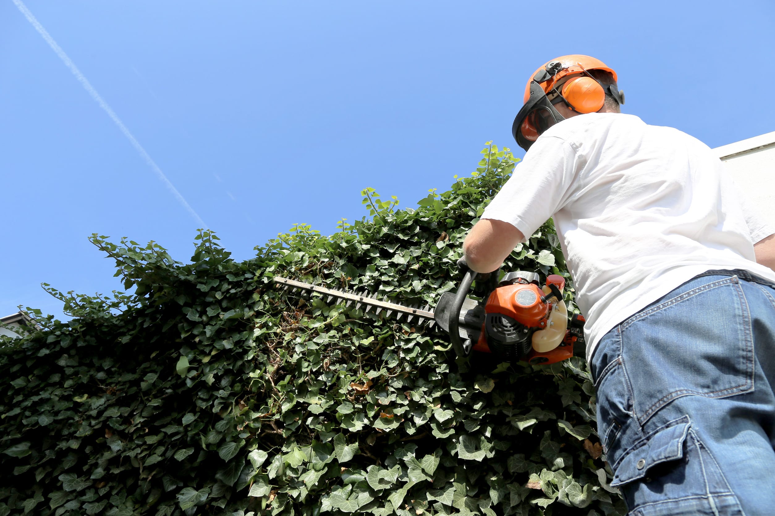Professional Landscaping Services